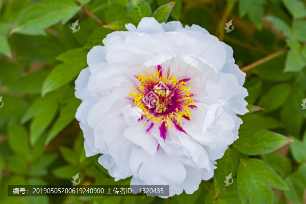 牡丹花