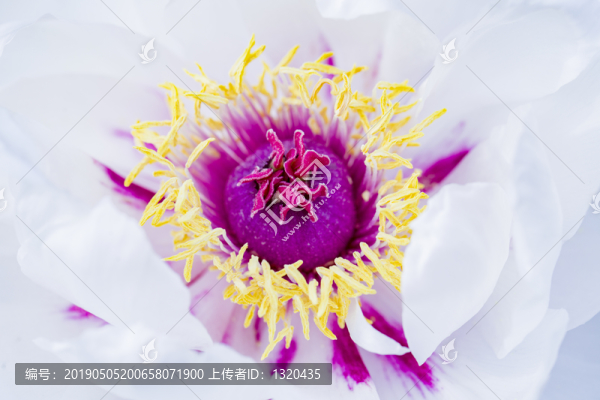 牡丹花