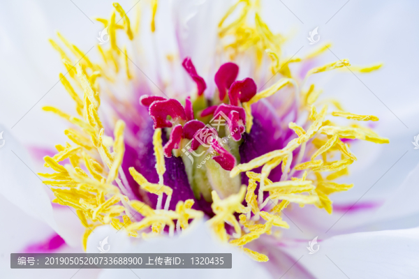 白牡丹花
