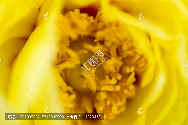 黃牡丹花