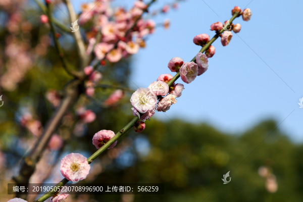 梅花