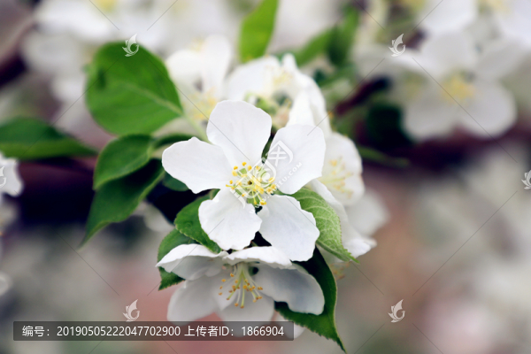 白色海棠花
