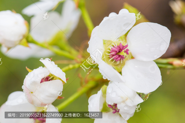 雨后梨花特寫