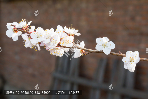 春天盛開的杏花特寫