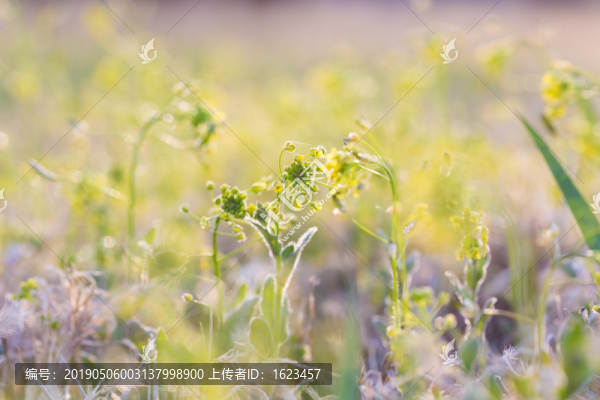 黃色野花葶藶
