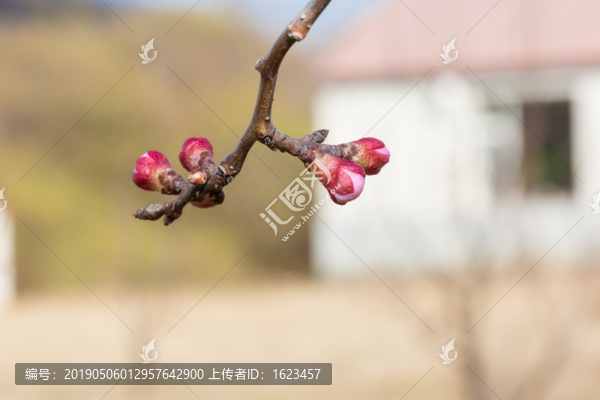 杏花花骨朵花蕾特寫