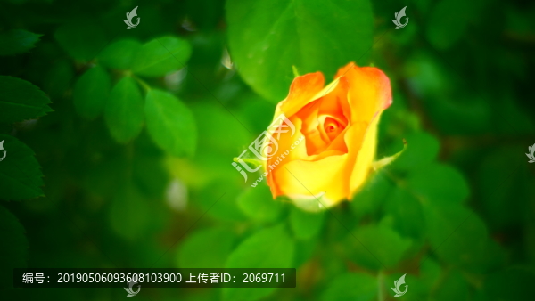 絢爛如火