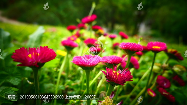 雛菊