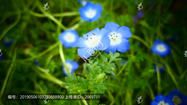 亞麻