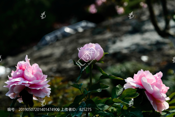 牡丹花