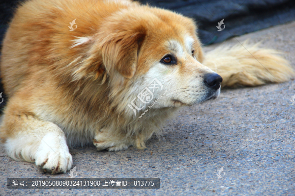 寵物犬素材