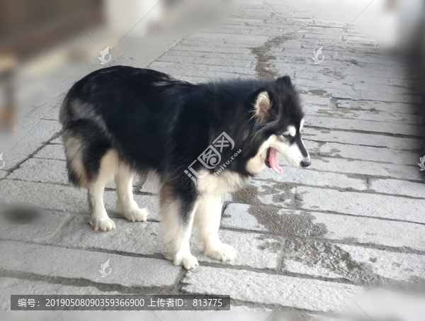 黑毛犬