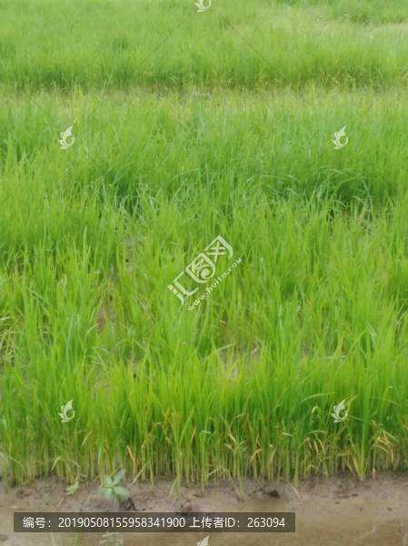 綠色植物