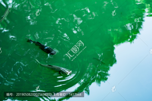 胖頭魚