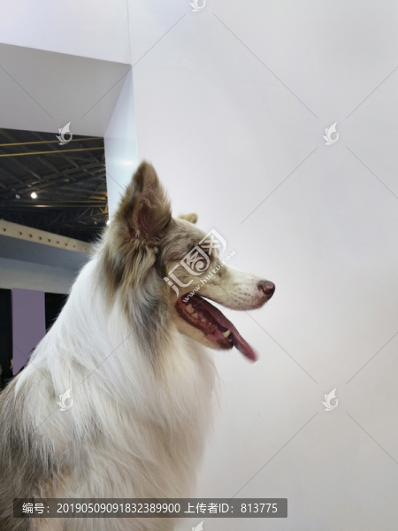 犬類拍攝