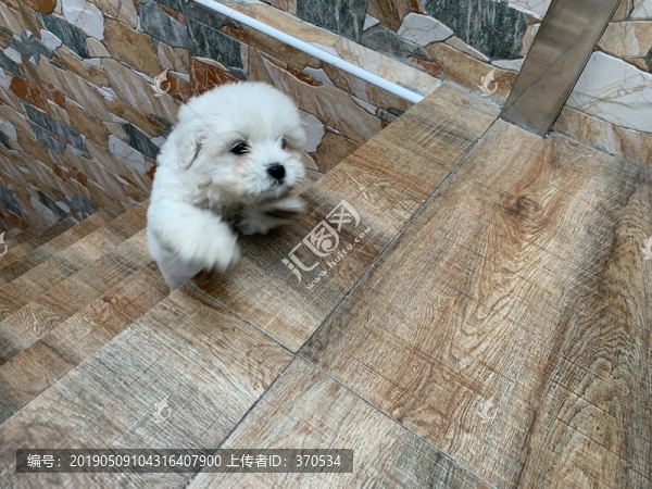 比熊犬