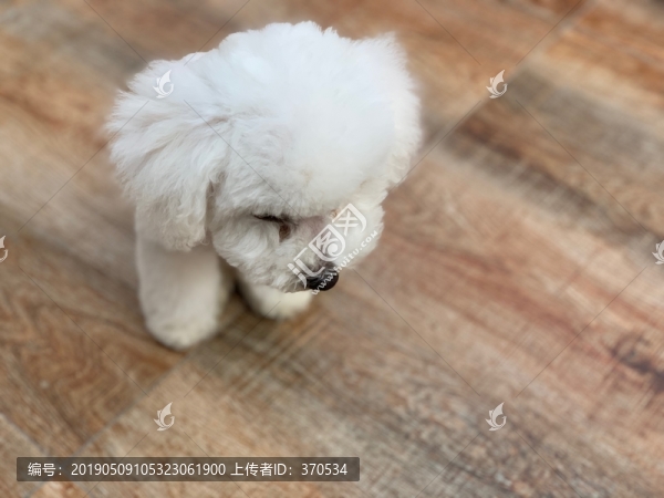比熊犬