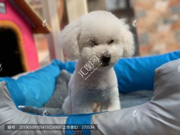 比熊犬