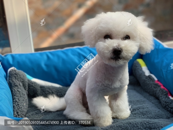 比熊犬