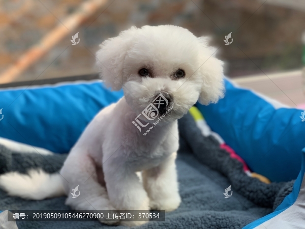 比熊犬