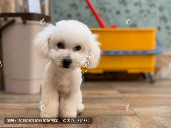 比熊犬