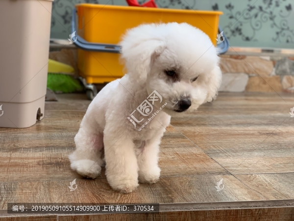 比熊犬