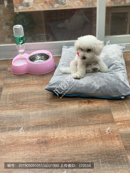 比熊犬