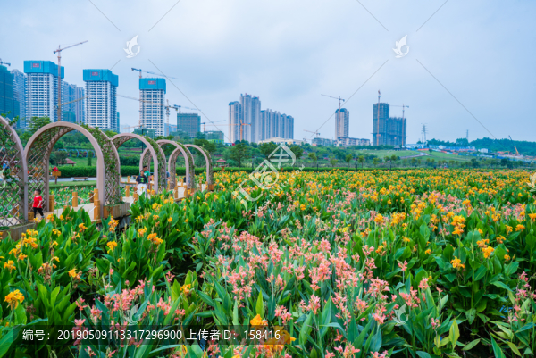 那考河濕地公園美人蕉種植基地