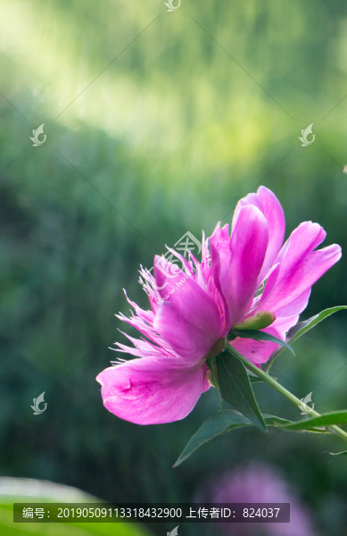 芍藥紅色
