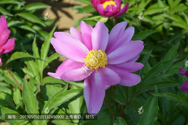 牡丹花特寫