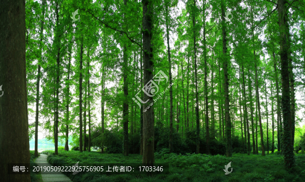 森林
