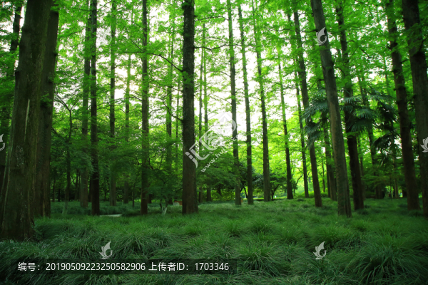 森林