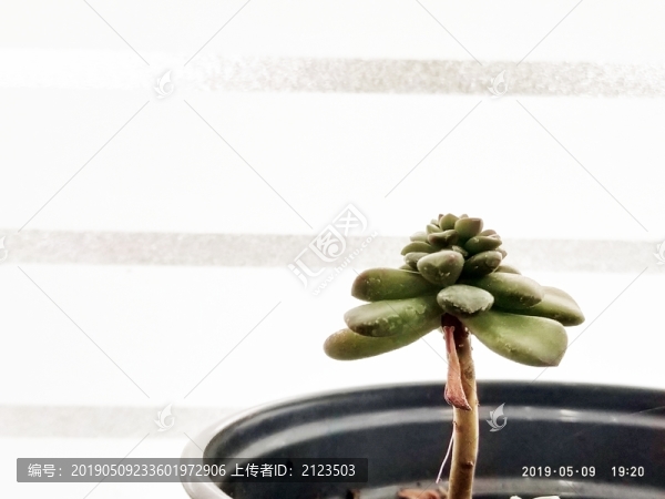 孤獨(dú)多肉