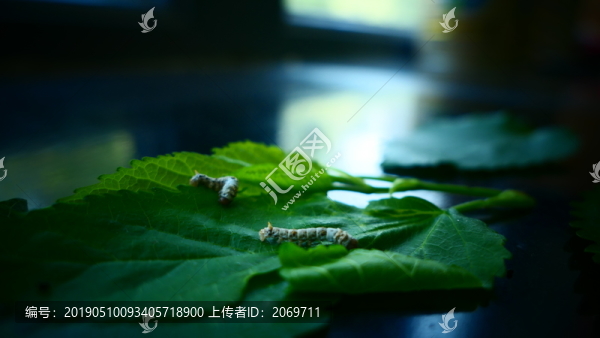 蠶
