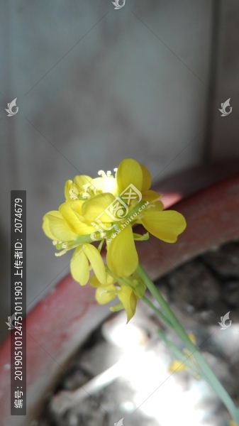 白菜的花
