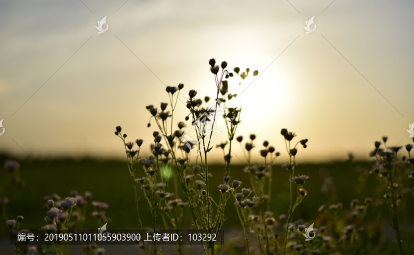 野外花草