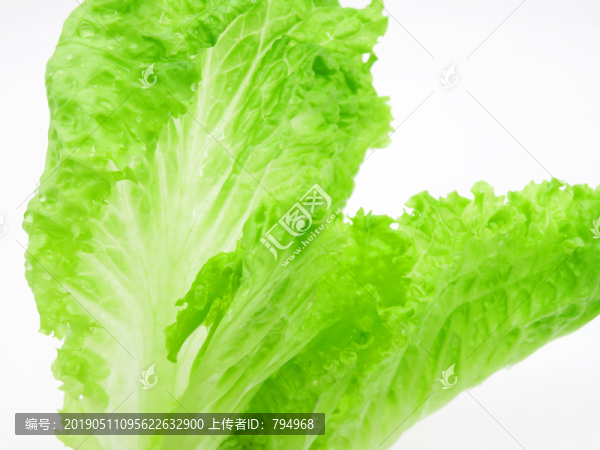 生菜