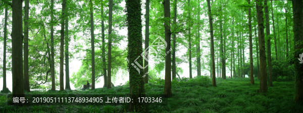 森林