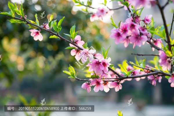 桃花