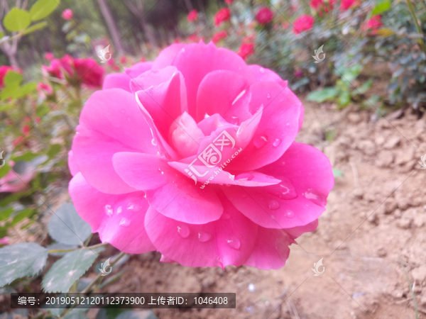 月季花