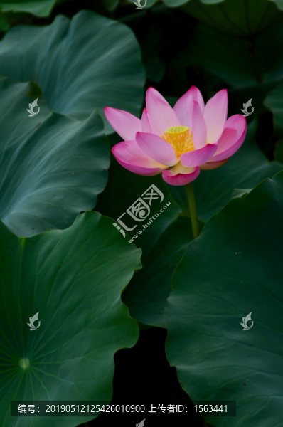荷蓮花荷花