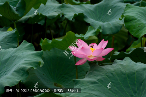 南京玄武湖公園荷花