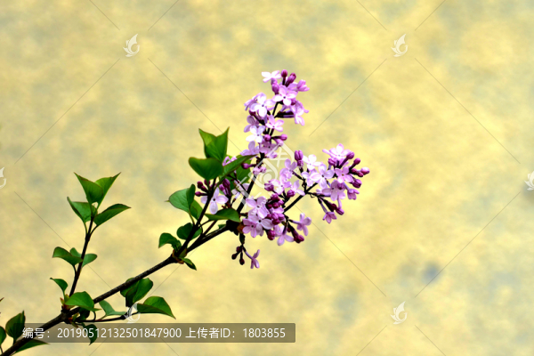 丁香