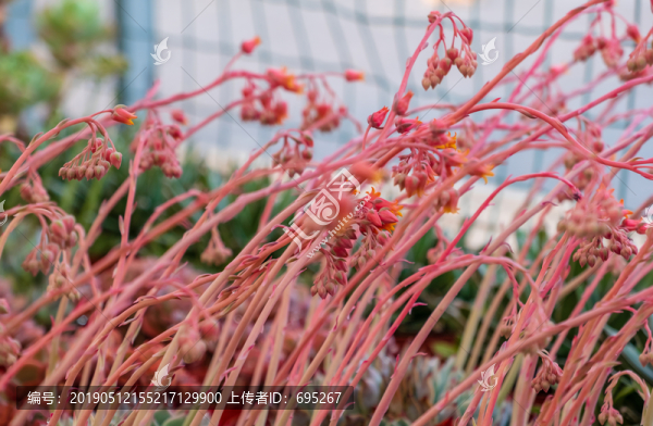開花的肉肉