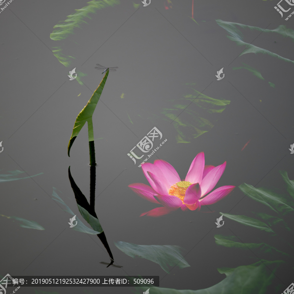 夢幻荷花