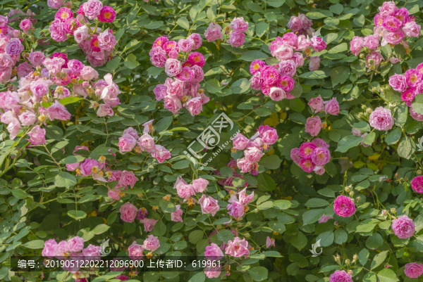 薔薇花