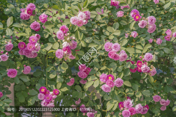 薔薇花