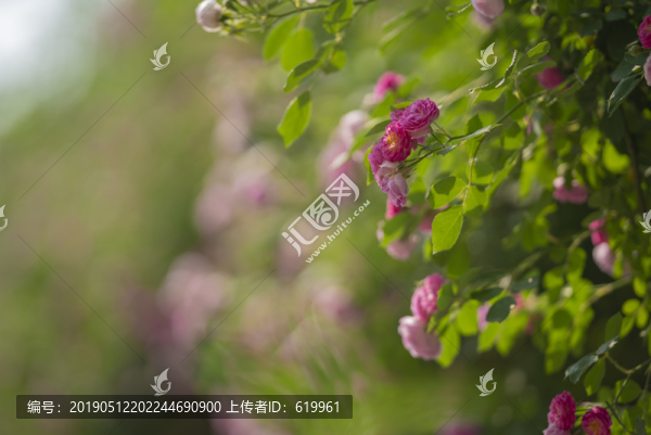 薔薇花