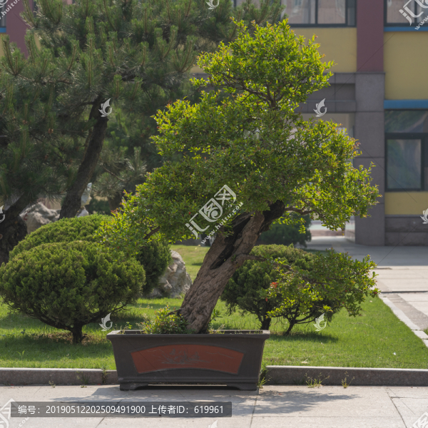 石榴花盆景