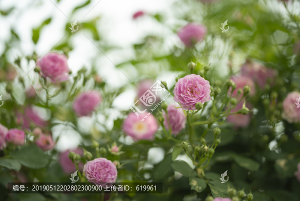 薔薇花